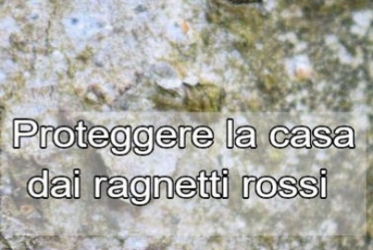 Come combattere il ragnetto rosso nelle vostre case?   Ecco alcuni rimedi utili