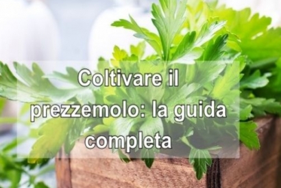 Coltivare il prezzemolo: la guida completa