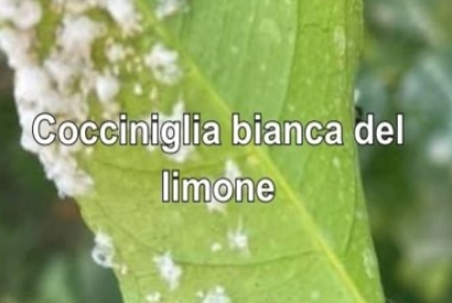 Come combattere la cocciniglia del limone?(Aspidiotus nerii)