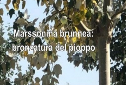Bronzatura del pioppo (Marssonina brunnea)