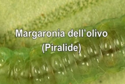 Margaronia dell'olivo (Piralide):strategie di lotta