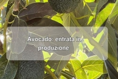 Coltivare l'avocado: entrata in produzione e difesa 