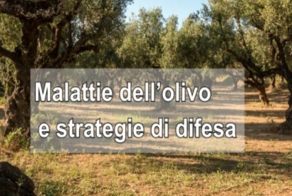 Malattie dell'olivo e strategie di difesa