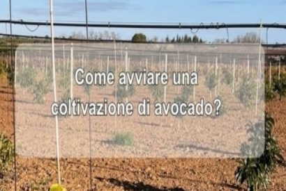 Come avviare una coltivazione di avocado?