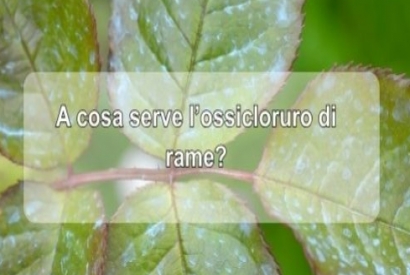 A cosa serve l'ossicloruro di rame?