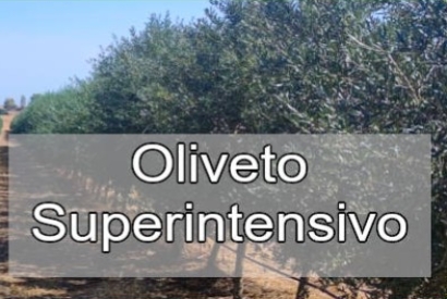 Oliveto Superintensivo : Strategie di successo