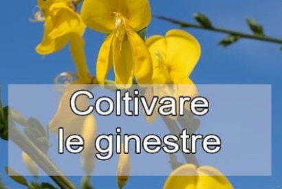 Come coltivare le ginestre?