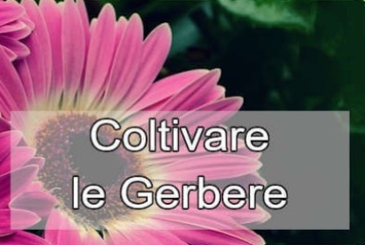 Come coltivare le gerbere: una guida completa