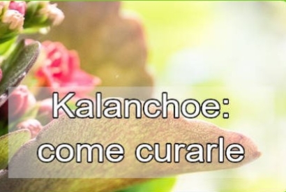 Kalanchoe: Come curare questa pianta e quali sono le caratteristiche