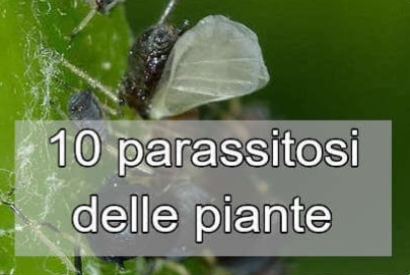 Le 10 parassitosi più comuni tra le piante