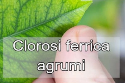 Clorosi ferrica negli agrumi: cause, sintomi e soluzioni