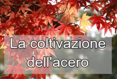 Metodi di coltivazione dell'acero