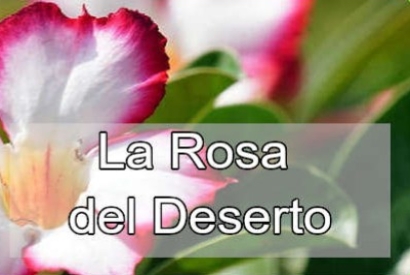 Rosa del Deserto: Caratteristiche e Metodi di Coltivazione