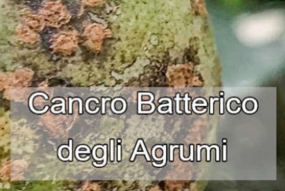 Cancro Batterico degli Agrumi (Xanthomonas axonopodis pv. citri)