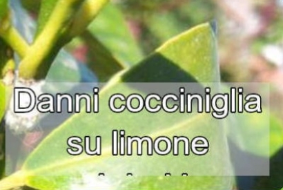 I danni del limone a causa della cocciniglia