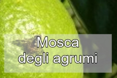 Trattamento contro la Mosca della Frutta in Agrumeto 