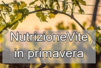 La nutrizione primaverile in vigneto: la chiave per una ripresa vegetativa sana 