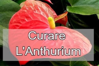 Anthurium: che pianta è e come si cura