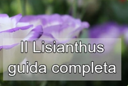 Lisianthus: tutto quello che devi sapere