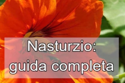 Nasturzio: Coltivazione e Caratteristiche Generali