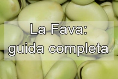 Seminare le fave : guida completa alla coltivazione