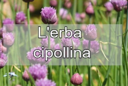 Erba cipollina: proprietà ed utilizzi