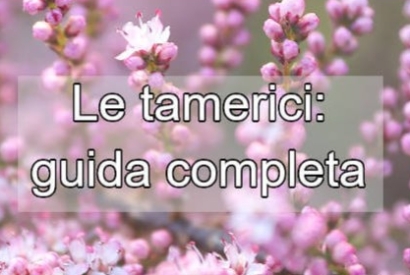 Tamerici: caratteristiche e coltivazione