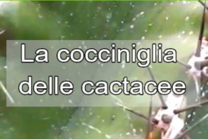 Come combattere le cocciniglie sui cactus