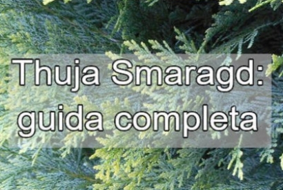 Thuja occidentalis smaragd (tuia pianta): come curare le patologie