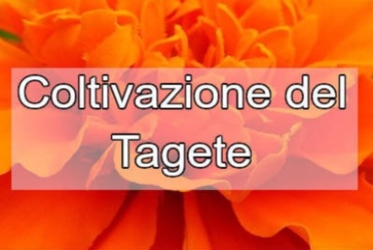 Tagete: caratteristiche e coltivazione