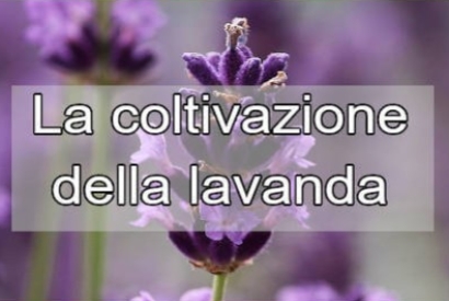 Lavanda: Coltivazione, Caratteristiche ed Esigenze Nutrizionali