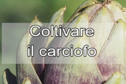 Coltivare carciofi: Guida completa alla Coltivazione