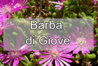 Barba di Giove: caratteristiche e coltivazione di Drosanthemum hispidum