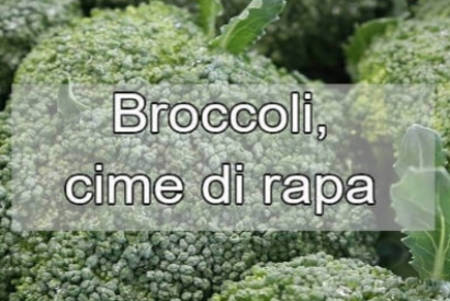 Broccoli - cime di rapa coltivazione