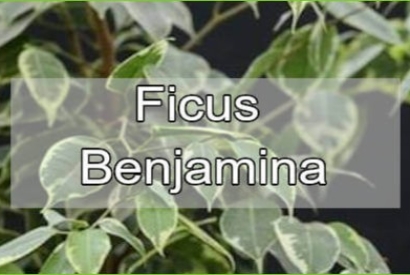 Ficus Benjamina: La Pianta da Interno Versatile ed Elegante