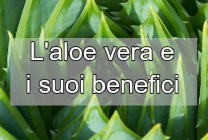 Aloe Vera: Coltivazione, Benefici e Cura della Pianta