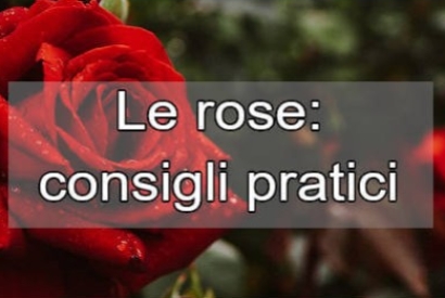 Come Coltivare le Rose