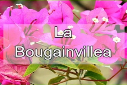 Come coltivare la Bougainvillea: Guida completa