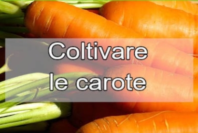 Come si coltivano le carote: Guida completa alla coltivazione di questo ortaggio