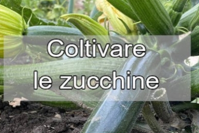 Come coltivare le zucchine: Guida completa per un raccolto abbondante