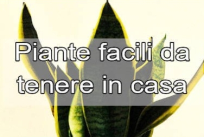 Piante facili da tenere in casa: Guida completa