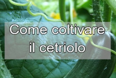 Coltivazione di cetrioli - guida pratica su come coltivare il cetriolo