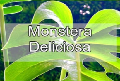 Monstera Deliciosa: informazioni utili per averla in casa