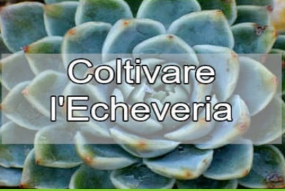 Cura e Caratteristiche dell'Echeveria