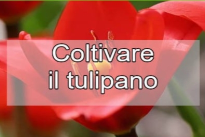 Come si coltiva il tulipano