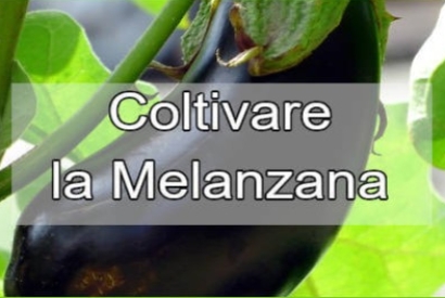 Tecniche di coltivazione della Melanzana