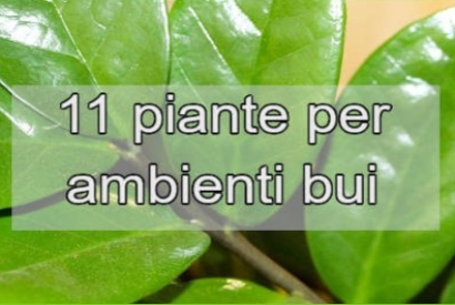 Quali piante da interno non hanno bisogno di luce?