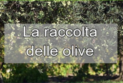 Come Fare la Raccolta delle Olive: Guida Completa