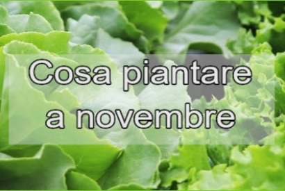 Cosa si può coltivare nel mese di novembre?