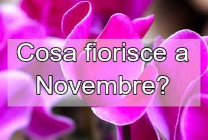 Cosa fiorisce a Novembre? Scopri le fioriture autunnali